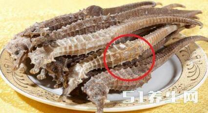 3大见效最快的补肾偏方,增强肾功能,10分钟见