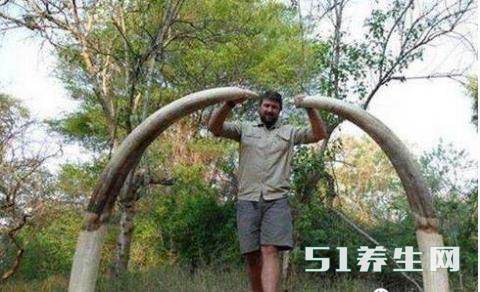 德国男子猎杀非洲大象之王，象牙长达两米，堪称无价之宝_图2