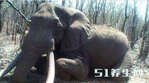 德国男子猎杀非洲大象之王，象牙长达两米，堪称无价之宝_图3