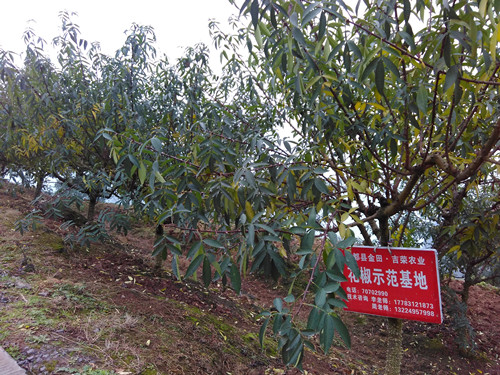 丰都湛普镇示范带动种植花椒1万亩