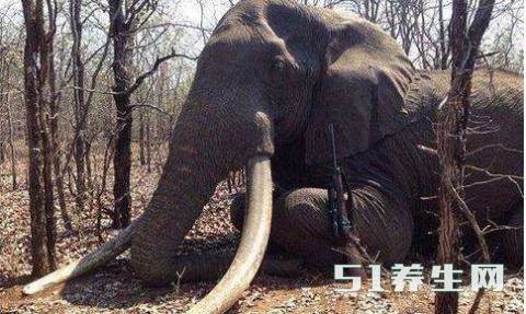 德国男子猎杀非洲大象之王，象牙长达两米，堪称无价之宝_图4
