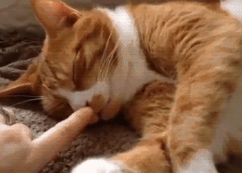 壁纸 动物 猫 猫咪 小猫 桌面 350_250 gif 动态图 动图