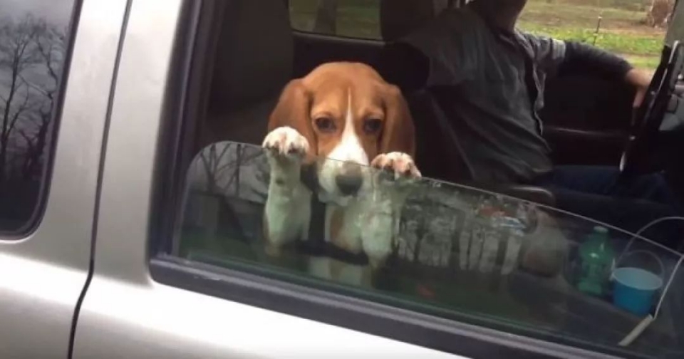 为什么狗坐车的时候，喜欢把头伸到车窗外？ 
