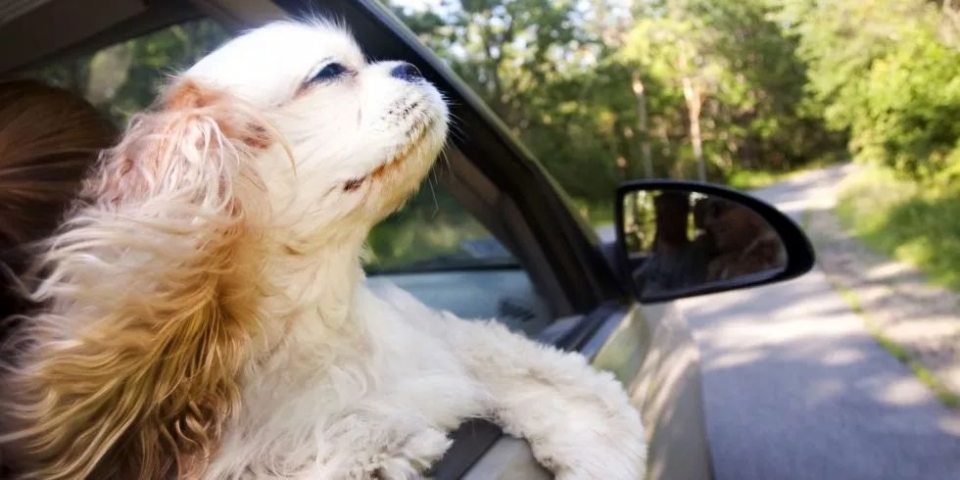 为什么狗坐车的时候，喜欢把头伸到车窗外？ 