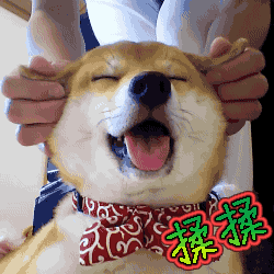 壁纸 动物 狗 狗狗 250_250 gif 动态图 动图