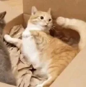 两只猫为了一个盒子大打出爪 其中一只被突然吓一跳