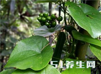 山上的这种树藤,入药治咽喉肿痛,痈肿疮疖,毒蛇