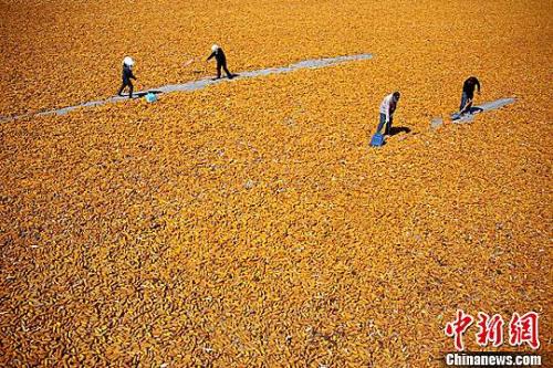 农业部：中国将进一步扩大轮作休耕试点规模