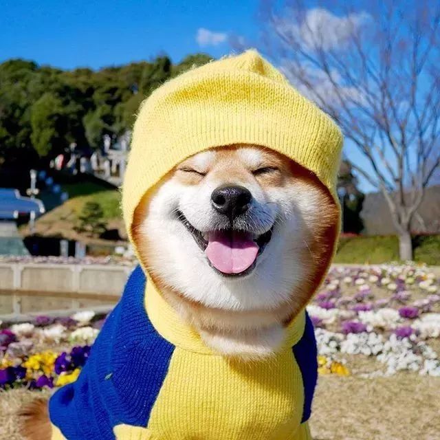 日本一柴犬因笑容治愈走红网络 网友：今年的头像有了