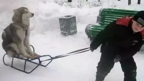 网友终于认识到自己家的雪橇犬是个“废物”了