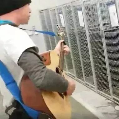 他在动物收容所演奏了吉他 狗狗们的反应让他终身难忘