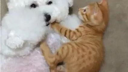 网友捡到一只橘猫刚好和狗狗作伴 几个月后…