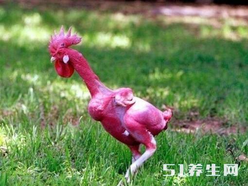 外国科学家培育出可以吃的红色无毛鸡,还有什么是人类不能吃的?