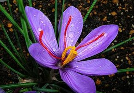 世界上最贵的8种食物 你吃过几种?