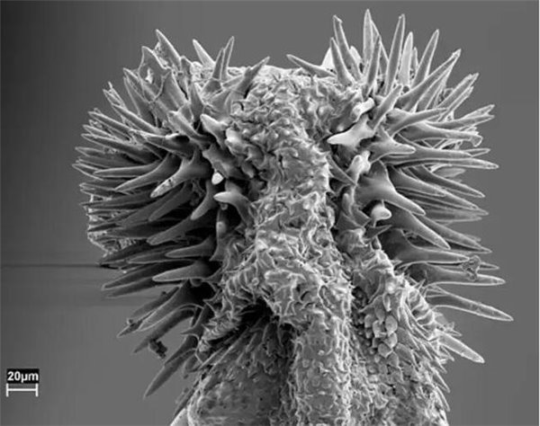 有着奇葩性行为的动物危险性爱:长颈鹿交配持