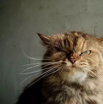 这只猫奶奶已经24岁了 拍了套写真美呆了