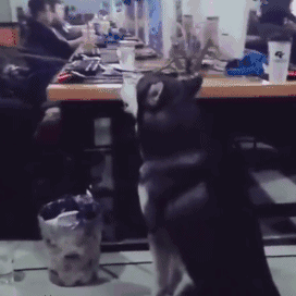 主人带哈士奇去网吧吃鸡,二哈:你骗我,信不信我把网吧