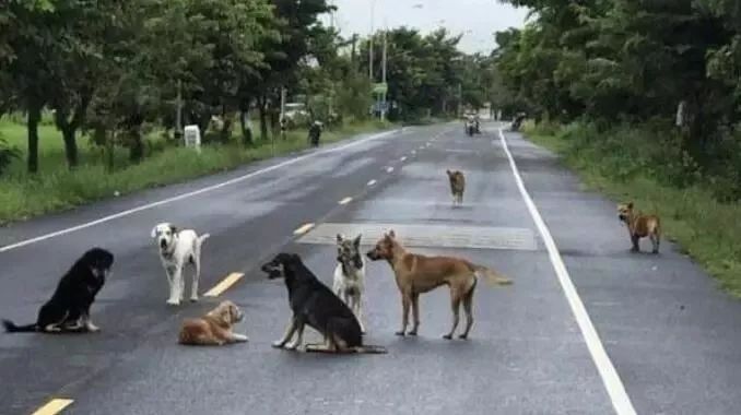 十几只狗狗围坐在马路中央 路人凑近一看瞬间被感动