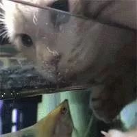 这只猫天天在鱼缸里喝水 竟然跟鱼喝成了朋友