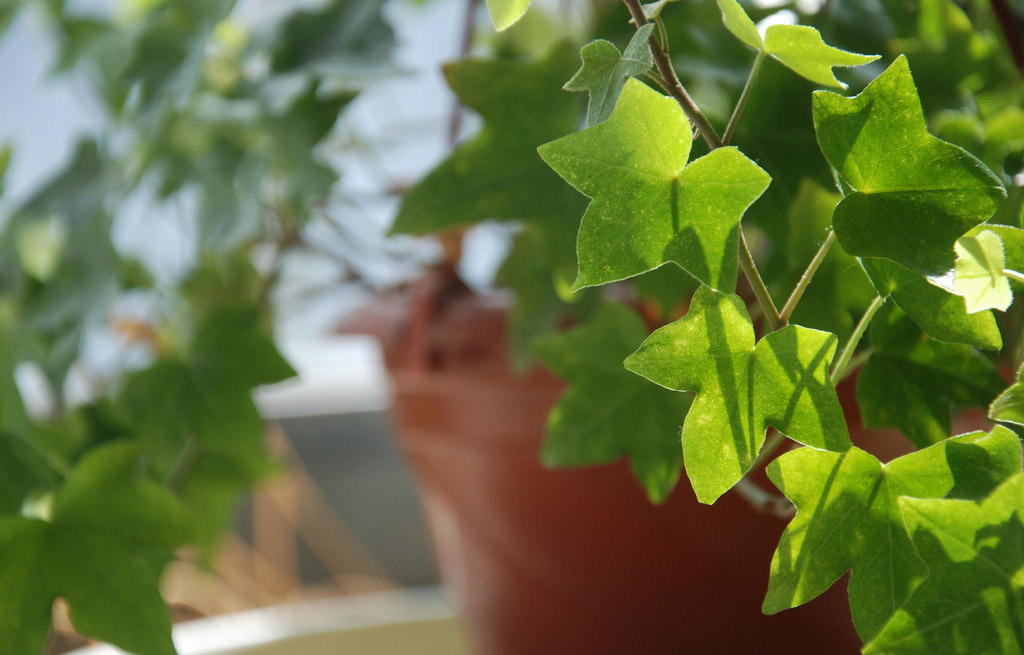 绿叶植物叶子用什么水擦 4B6E33F5698A70AC258C43B18FC15D0EC84220E7_size154_w1024_h655.jpeg