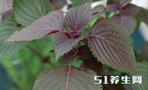 农村有种草叫“屠苏草”有种酒叫“屠苏酒”, 草治风寒酒防瘟疫