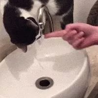 猫想要喝水龙头流出的水 主人帮了它一下之后…