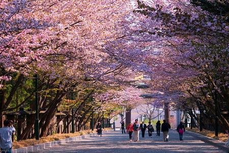 为什么日本人把樱花作为自己的国花? 我今天才