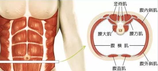 缩小腰围!腹横肌训练可能是唯一“救命稻草”