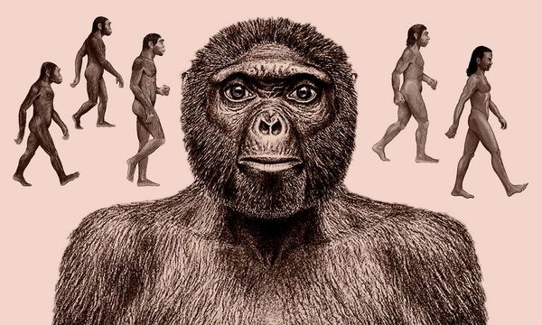 揭秘人类进化历程:可能会遇到一张“智人脸”
