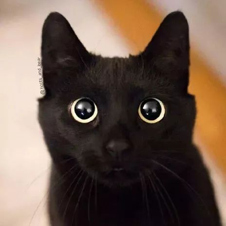网友家的一只纯黑猫和半黑猫太漂亮了 感受下…