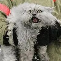 俄罗斯人救猫集锦：救的唬，被救的更唬