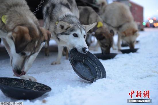 当地时间3月3日，美国阿拉斯加州费尔班克斯，一年一度的艾迪塔罗德狗拉雪橇比赛(Iditarod Trail Sled Dog Race)持续举行。艾迪塔罗德狗拉雪橇比赛是世界上最著名的狗拉雪橇大赛，赛程全长达1688公里，至少需要9天时间才能完成。每年3月份，大赛在阿拉斯加州的安克雷奇市开始，那里的启动赛道长约18公里。终点在阿拉斯加州北部的诺姆（Nome）。
