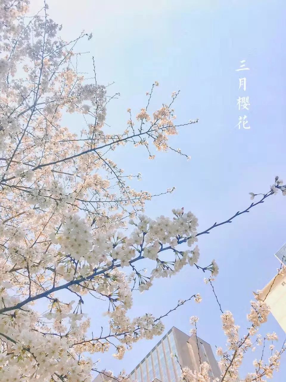 收藏丨三月武汉樱花花期出炉!最新赏樱攻略在这!
