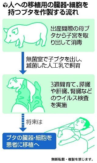 日本培养出人体脏器移植用猪 可人体移植