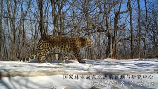 (资料图)新近开通的东北虎豹国家公园自然资源监测系统实时传回的东北豹影像 吉林省林业厅供图