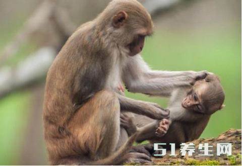 母猴对小猴凶狠揪耳呵斥,背后实为充满爱的教