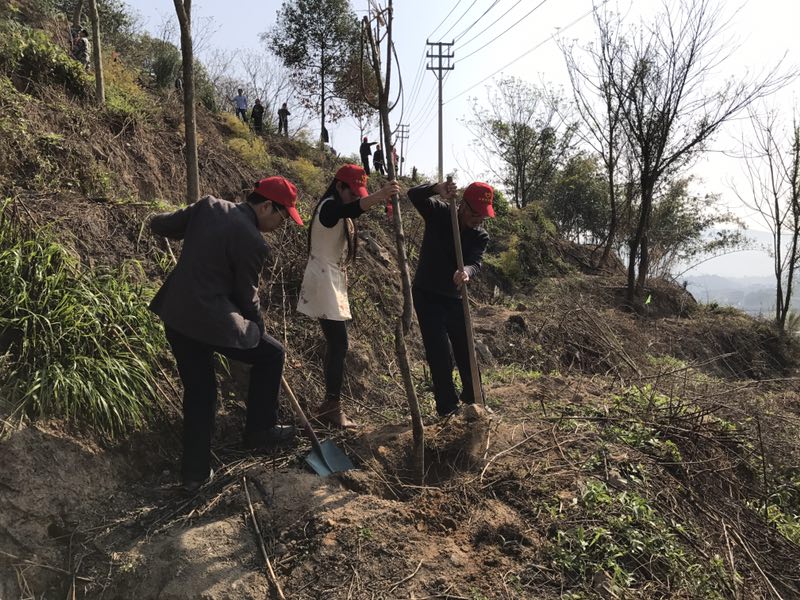 永春县教育局干部职工参加义务植树活动
