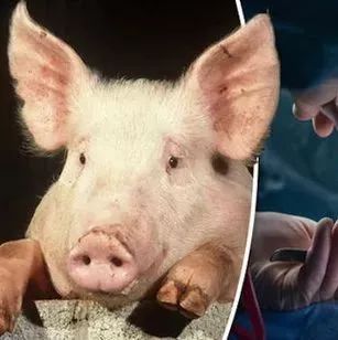恐怖科幻片竟成现实？移植器官真从猪身上长出来