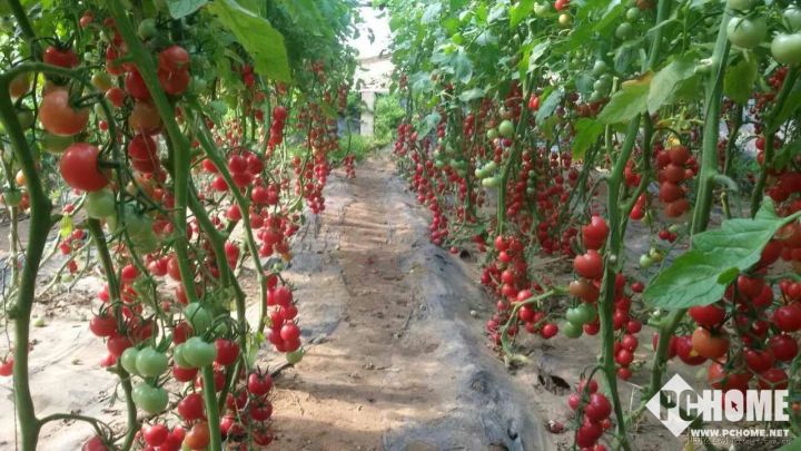 捷克公司用挖矿所产生的热量种植番茄