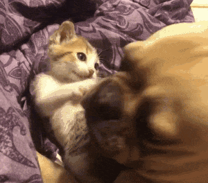 暴脾气斗牛犬遇见小奶猫,秒变大暖汪,鼻子亲亲太治愈