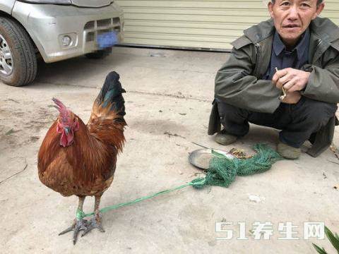 农村大叔卖一只很乖的大公鸡,大家以为是宠物