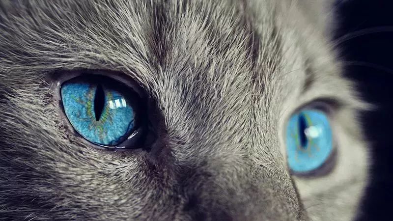 猫眼中的世界和人类有何不同？