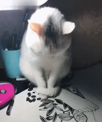壁纸 动物 猫 猫咪 小猫 桌面 337_404 gif 动态图 动图