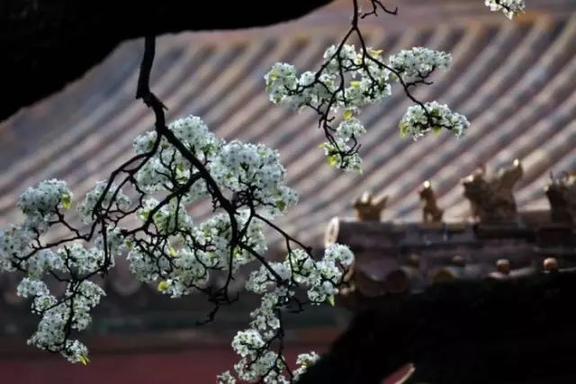 梨花落如雪 纷纷染地白