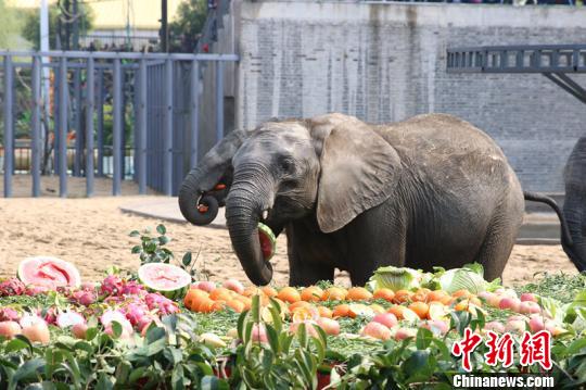跨越万里落户常州的非洲象。　魏佳文 摄