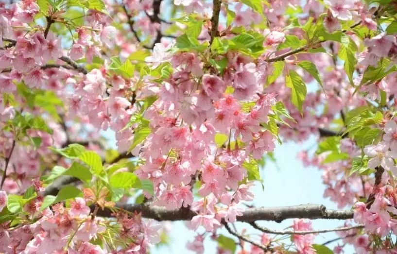 樱花:涪城青义镇中龙村,三台盛世悠乐樱花谷