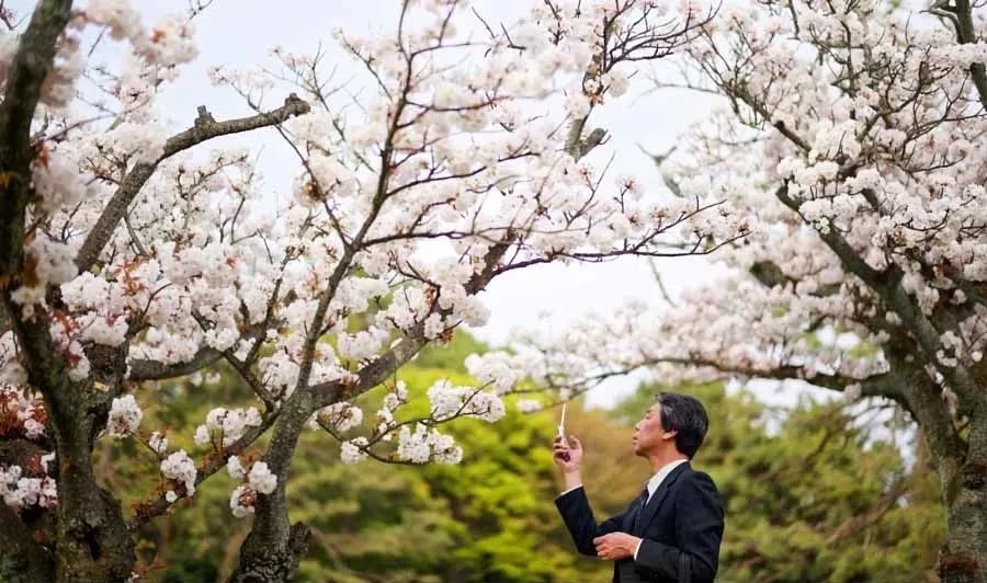 春风十里，不如花下有你(图4)