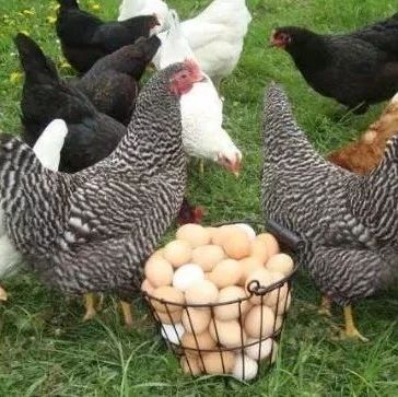 加拿大华人在自家养100只鸡，天天吃蛋！邻居报警了