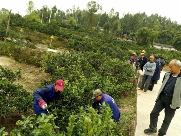 湖北秭归专业打枝队到重庆云阳渠马镇柑橘园区