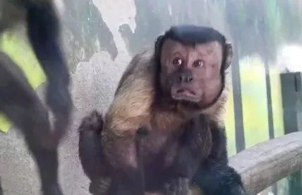这只来自天津动物园的黑帽悬猴, 堪称猴子界的表情包